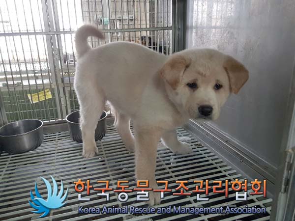 종료(안락사) 믹스…